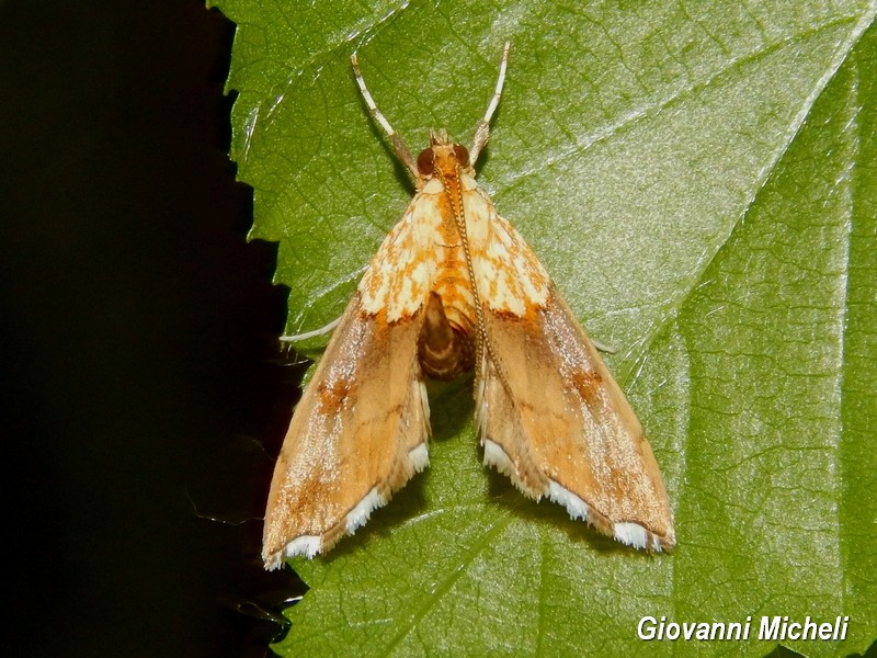 Agrotera nemoralis Crambidae